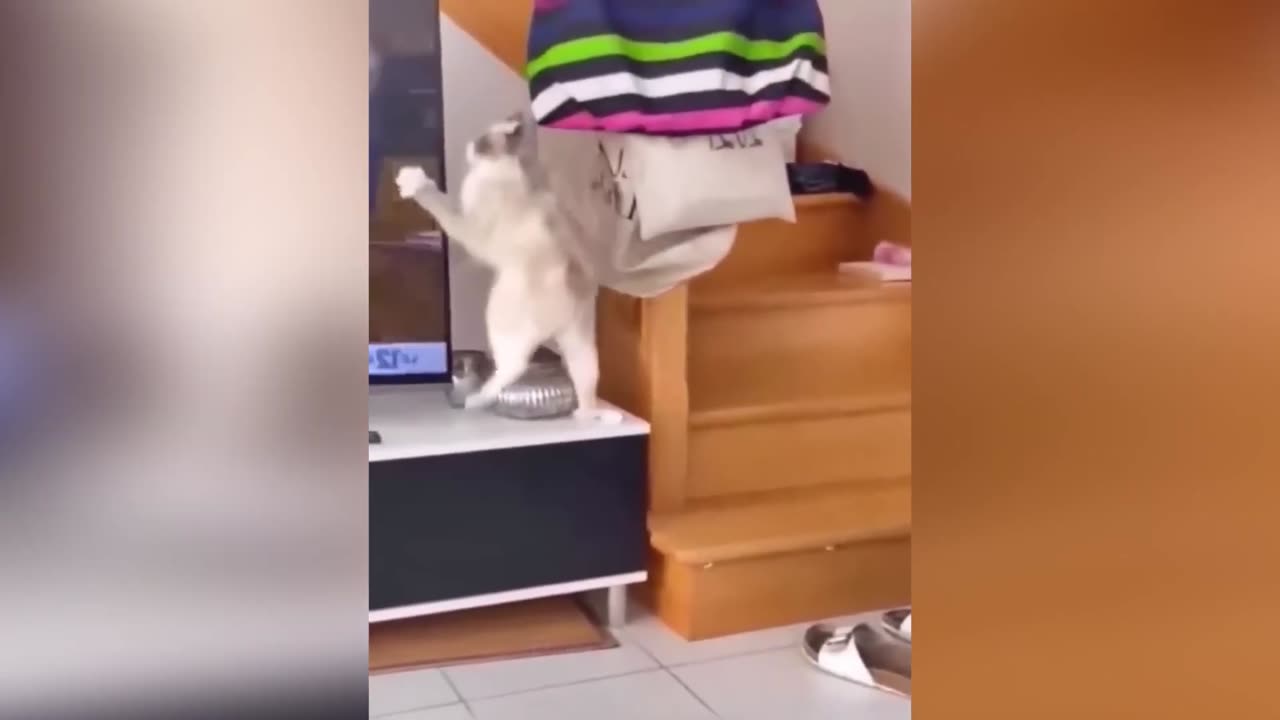 funny cats and dogs videos