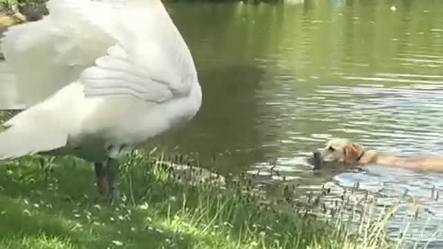 Swan and Playful Dog raving a Disagreement