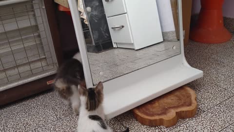 Kittens See Themselves In The Mirror For The First Time