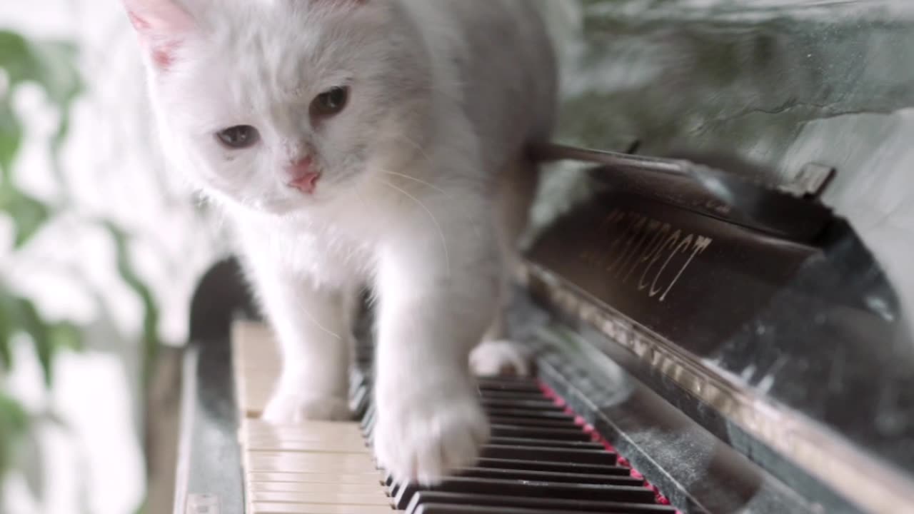 Cutest Cat on Piano