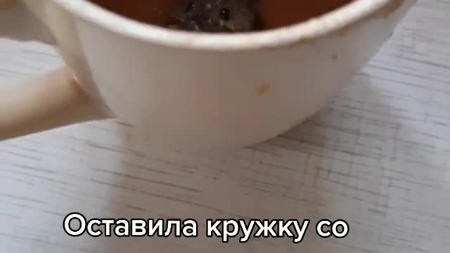 Mouse is Stuck in Mug of Condensed Milk