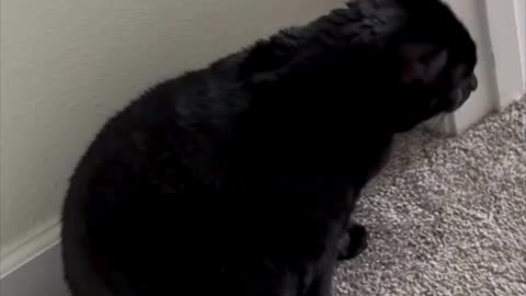 Adopting a Cat from a Shelter Vlog - Cute Precious Piper Arrives at the Office #shorts