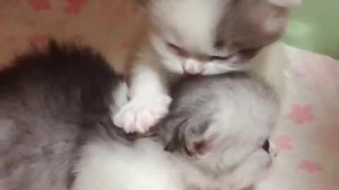 cute kitten paws playing