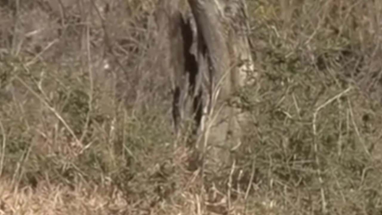 lion pulls warthog out burrow