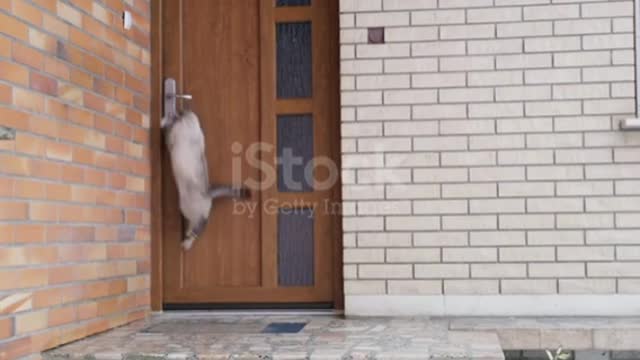 Funny MS Cat jumping,opening front door❤️😍