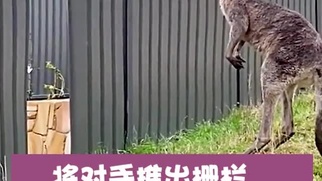 hilarious kangaroo pinch frame