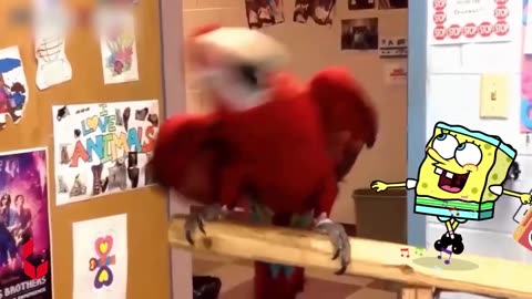 Spongebob Rides a Crazy Dog | Funny Cats and Dogs Videos