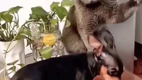 Funniest Cats And Dogs