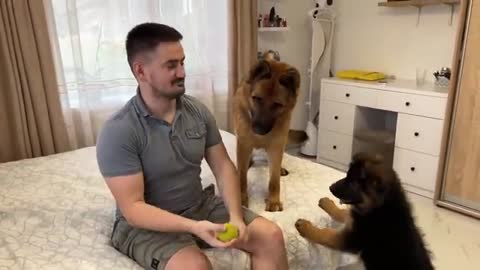 What does a German Shepherd do to catch a tennis ball