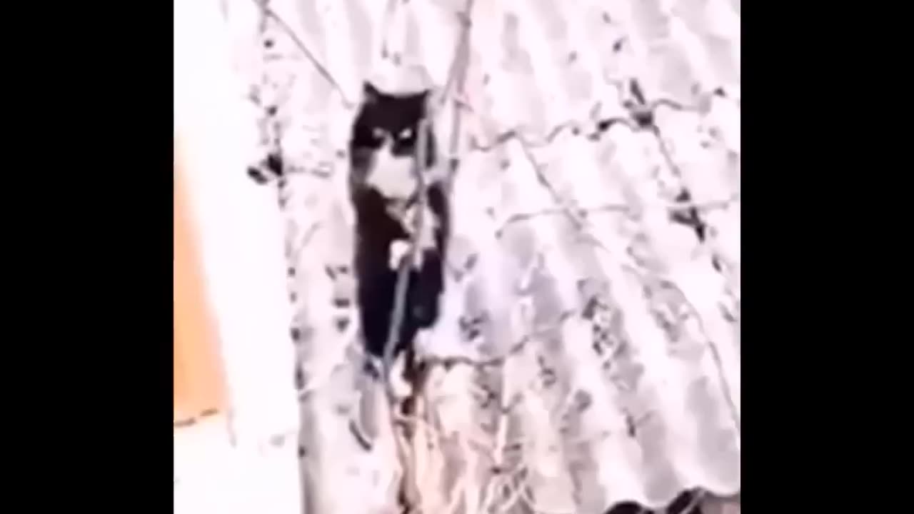 Cats life - Laugh non-stop