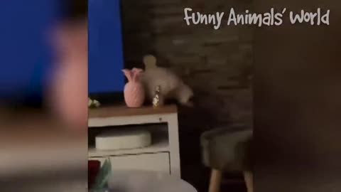 Best Funny Animal Videos-enjoy it