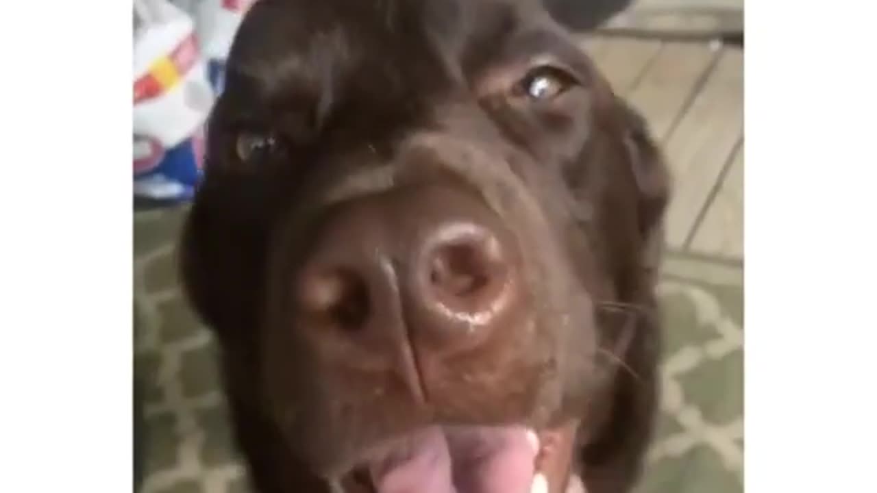 How cute is this dog 😊 lovely video