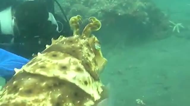 A curious cuttlefish