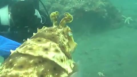 A curious cuttlefish