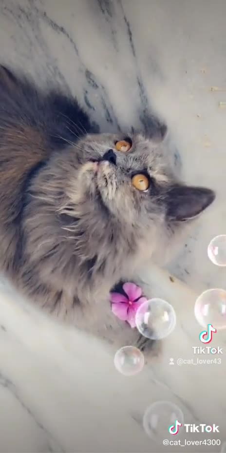 Funny cat best video