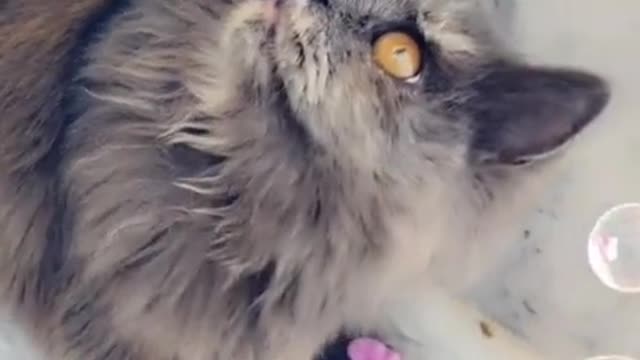 Funny cat best video