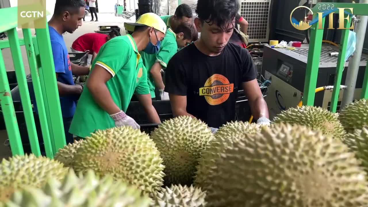 Malaysia feeding China's increasing demand for durians