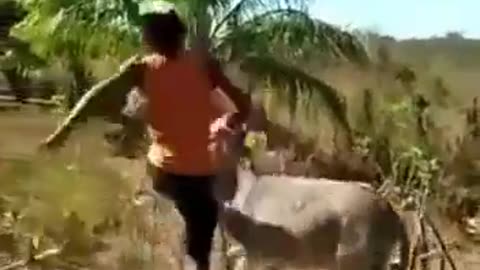 Moron Abuses Mule - Mule Gets Revenge