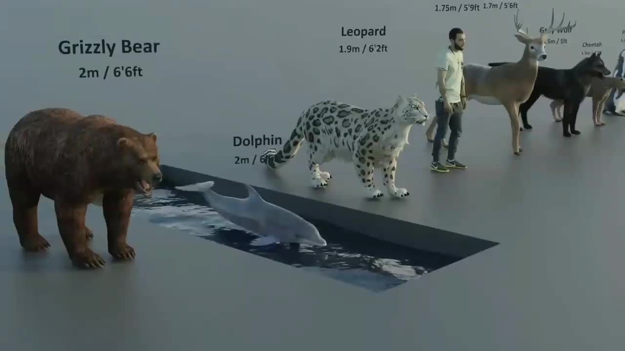 Animal Size Comparison | 3D Animation Comparison | Real Scale Comparison