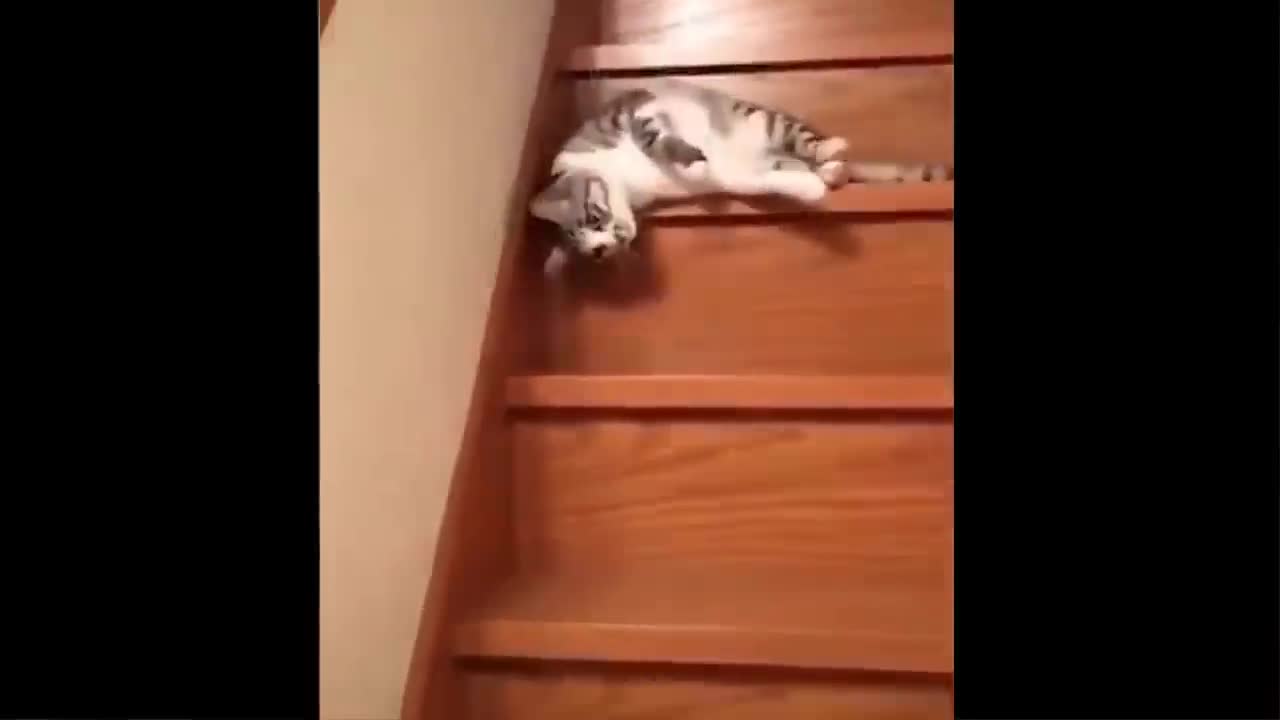 Lazy cat