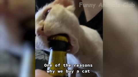Funny animals - Funny cats / dogs - Funny animal videos