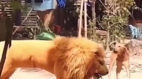 pranks funny video clip (lion face body