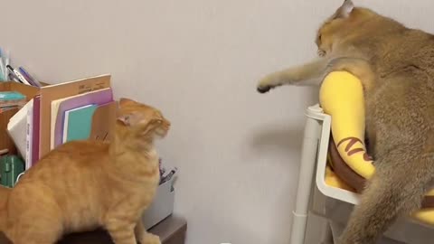 Cats fight