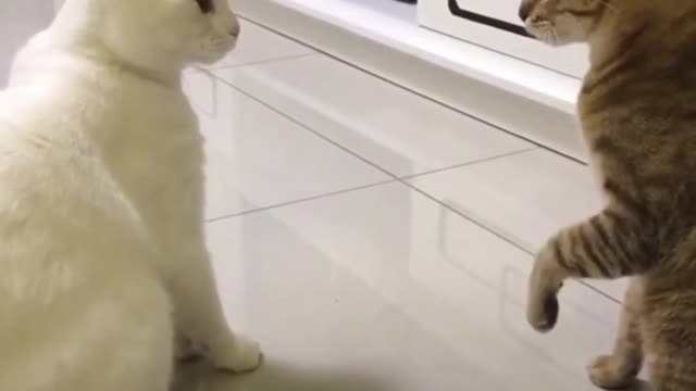 Cats talking!! these cats can speak English better than human
