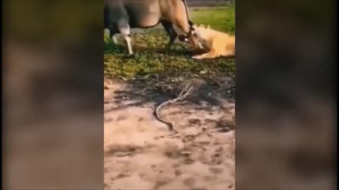 Animals Fight5