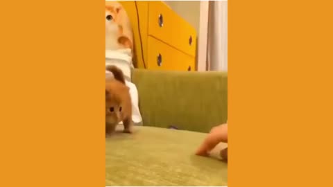 Cute Pets Doing Funny Things 2