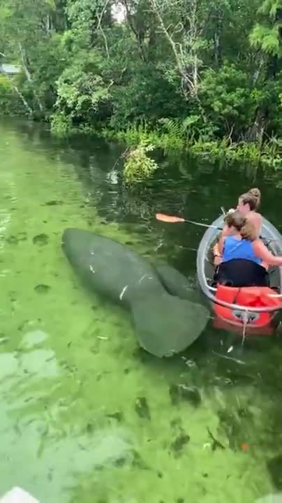 Marine Manatee Passing Under the Canoe