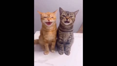 FUNNY CAT VIDEO CAUGHT ON CAMERA WITH RARE CAT VOICE