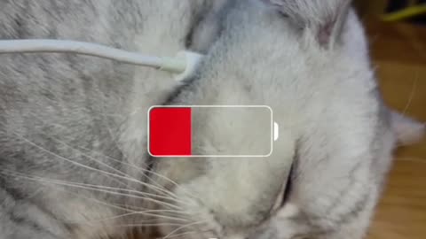 When the cat is charged….#kittygod_cn #catsoftiktok