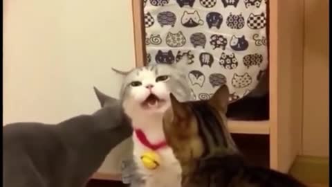 A cat is sneezing