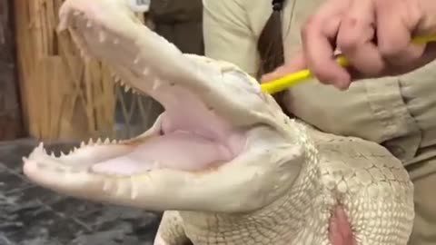 This alligator loves a scrub