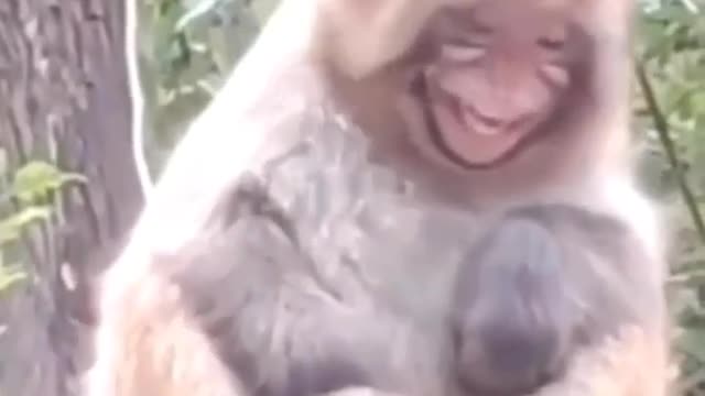 Funny Animals ki ki ki