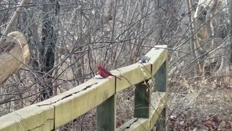 Male Cardinal