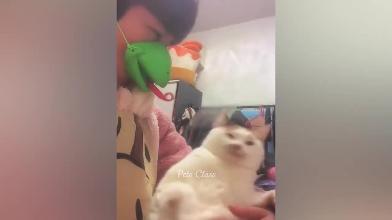 Funniest Animals π New Funny Dogs and Cats Videos πΊπΆ Part 9