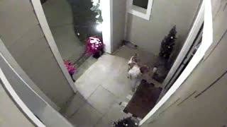 Missing Dog Comes Home with the Push of a Paw