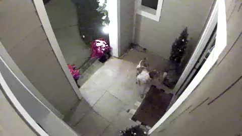 Missing Dog Comes Home with the Push of a Paw