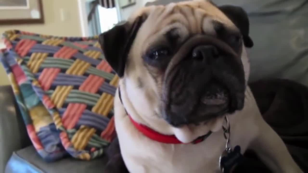 TOP 10 FUNNIEST PUG VIDEOS OF ALL TIME!