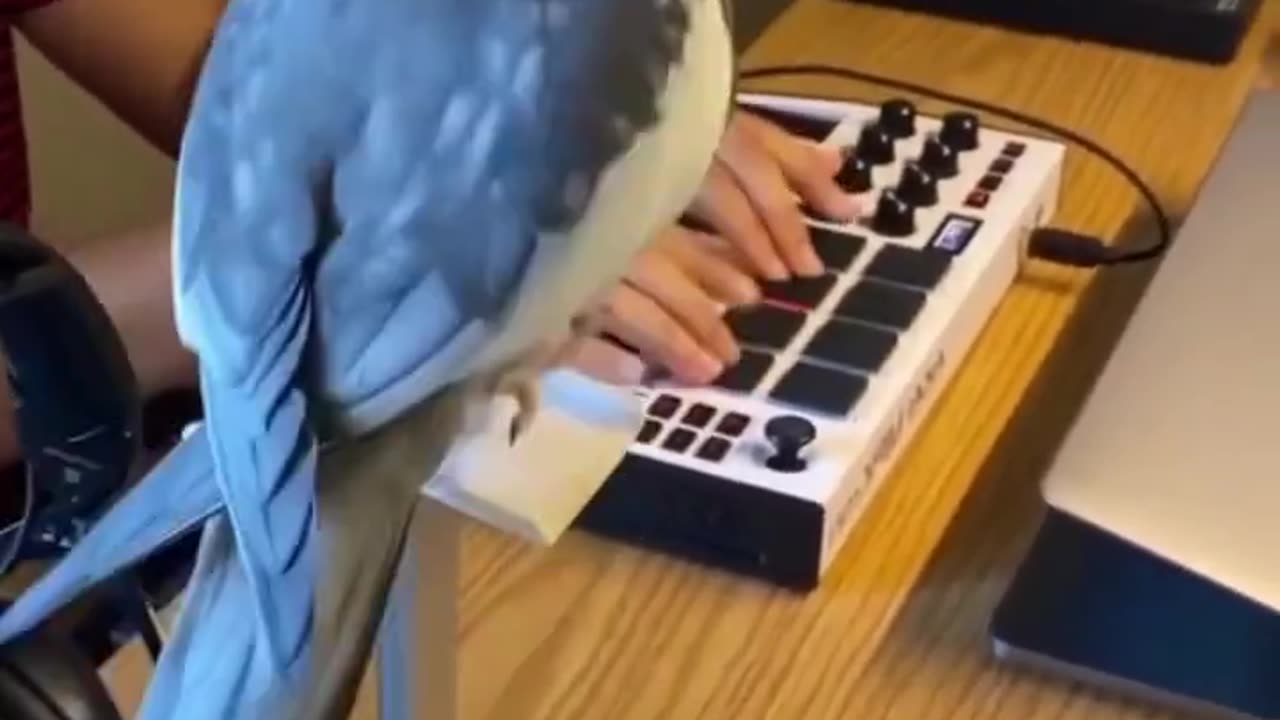 Funny Cockatiel Videos #shorts - Comic Parrot Shorts - Lovely Bird Video