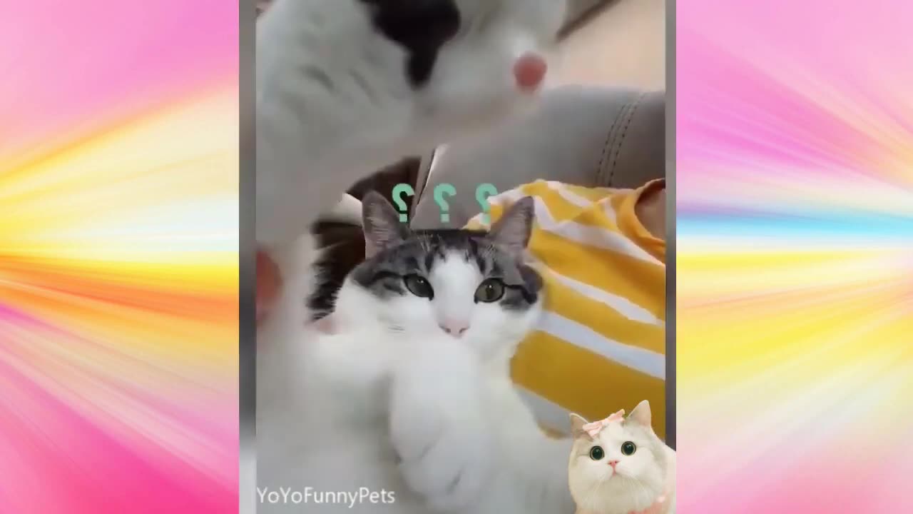 cute and funny kittens playing happy animals