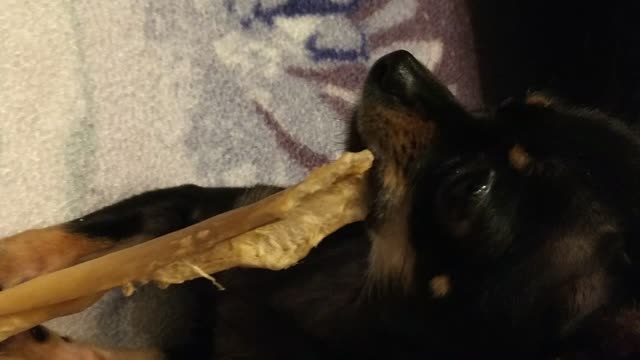 Small Dog Chewing on Beef Stick