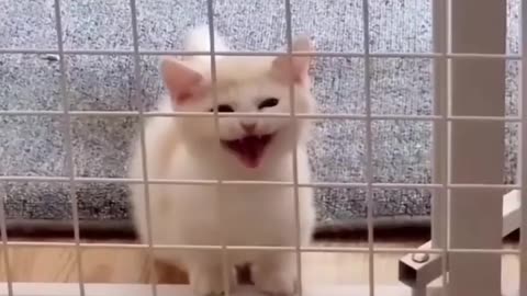 Cat funny video