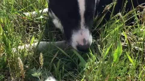 Dog is eating grass