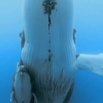 animalonplanetvoted mother