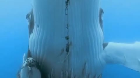 animalonplanetvoted mother