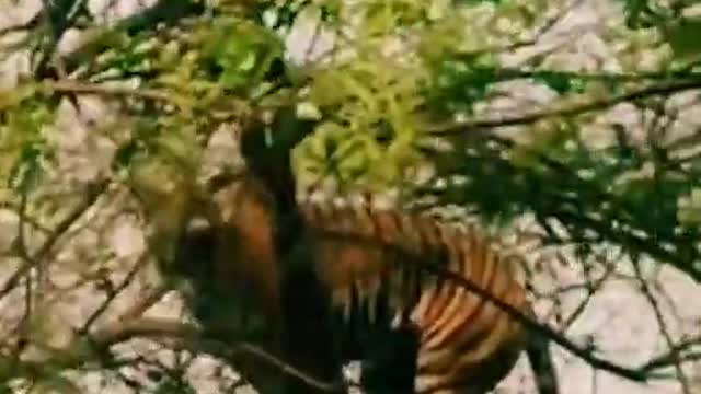 Monkey Vs Tiger I Tiger vs Clever Monkey #animals #funny #short #Video