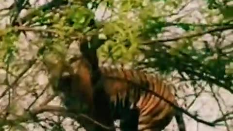 Monkey Vs Tiger I Tiger vs Clever Monkey #animals #funny #short #Video